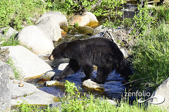 black bear