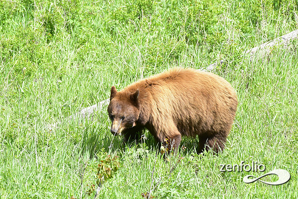 cinnamon bear
