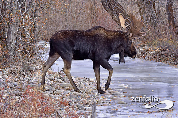 bull moose (133)