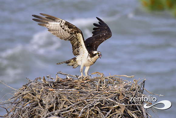osprey nesting (9)
