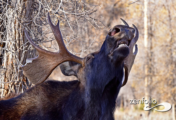 bull moose (2)