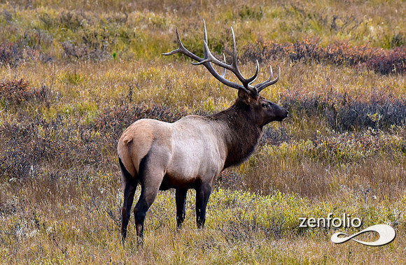 bull elk (4)