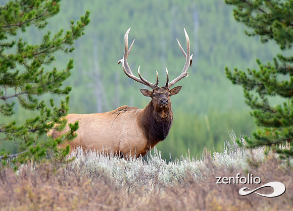 big bull elk (19)