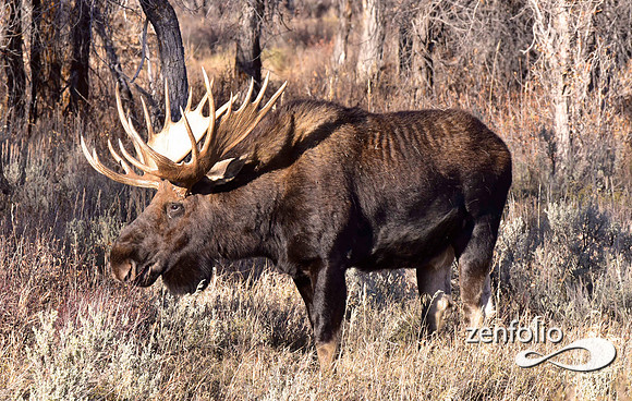 bull moose (81)