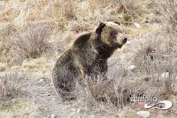 blacktail grizzly,spring 2017 (172)