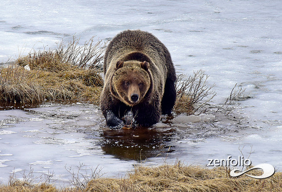 blacktail grizzly,spring 2017 (106)
