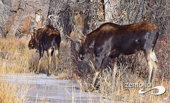 bull moose (44)