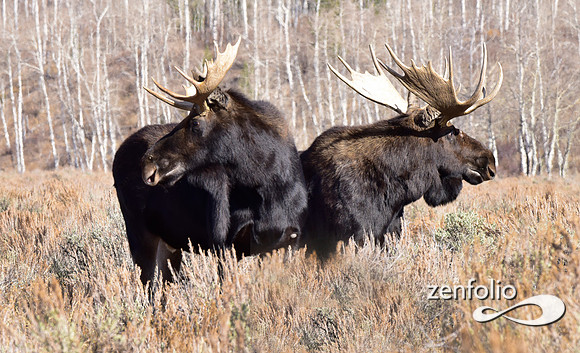bull moose (2)