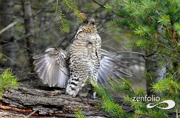 ruffed grouse (19)
