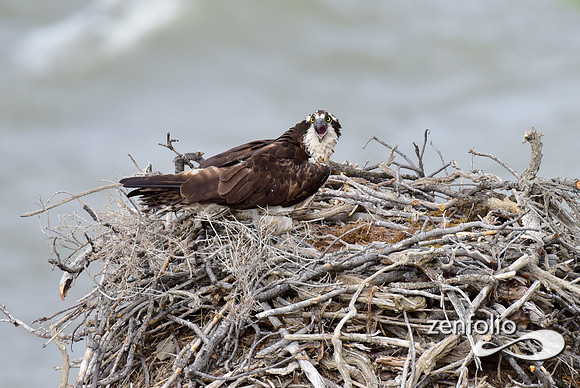 osprey nest