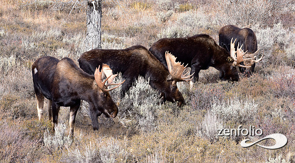 bull moose (200)