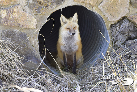 red fox