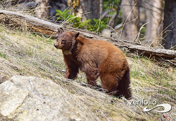 cinnamon bear