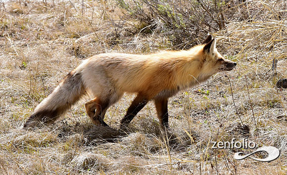 red fox (10)