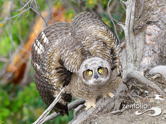 great horned owls