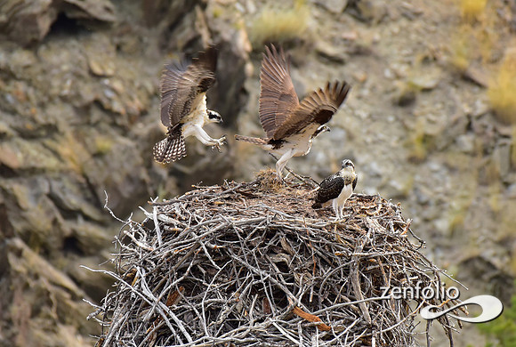 nesting ospreys (3)
