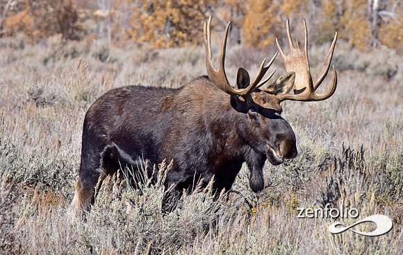 bull moose (22)