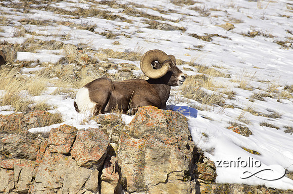 bighorn rams (20)