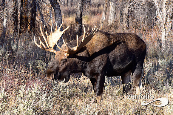 bull moose (87)