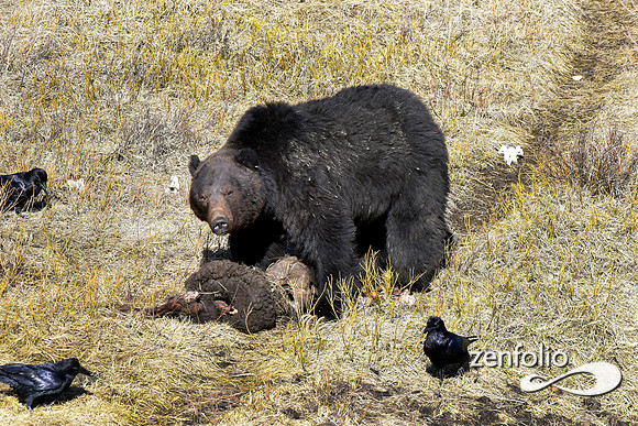 grizzly images 2017 (50)
