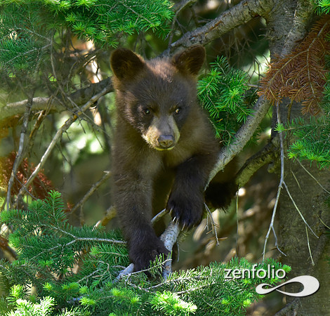 black bear cub (1)