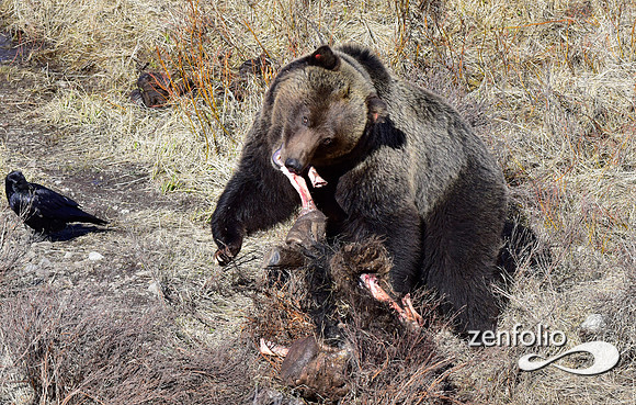 grizzly images 2017 (106)