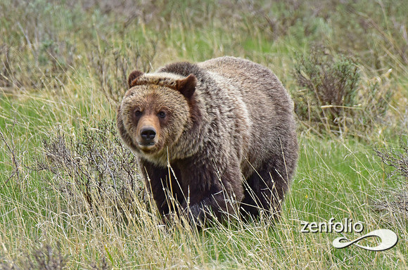 grizzly (10)