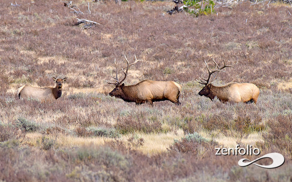 dueling bulls (2)