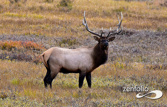 bull elk (13)