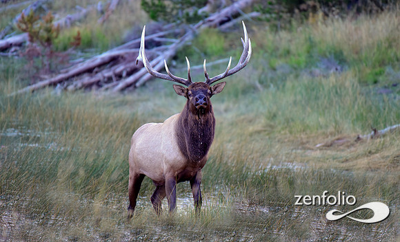 swan lake flats bull elk (4)