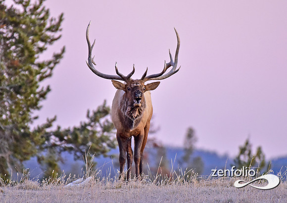 monster bull elk (39)