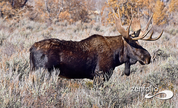 bull moose (21)