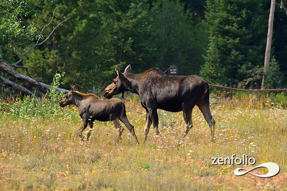 cow moose with her calf