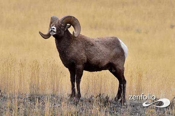 bighorn rams (11)