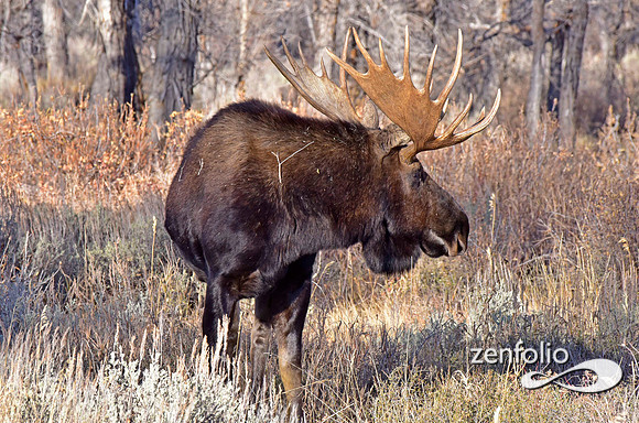 bull moose (75)