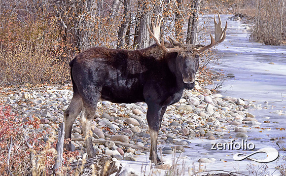 bull moose (117)