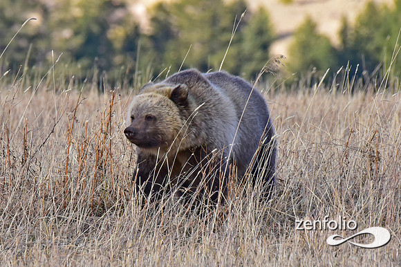 grizzly (8)
