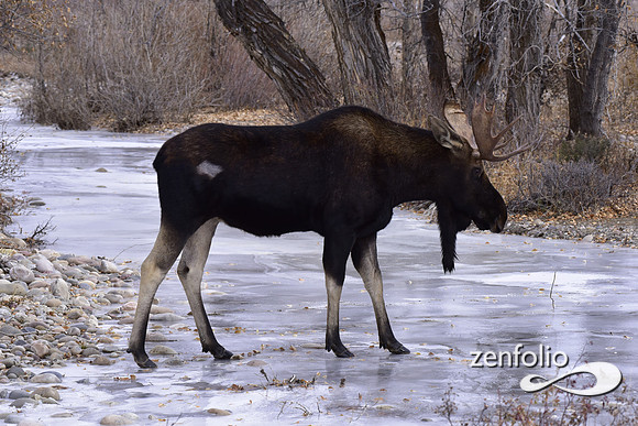 bull moose (174)