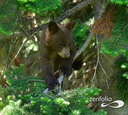 black bear cub (2)