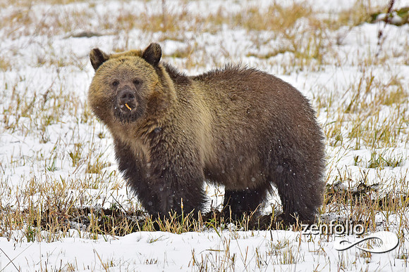 young grizzly bear (8)