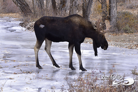 bull moose (180)