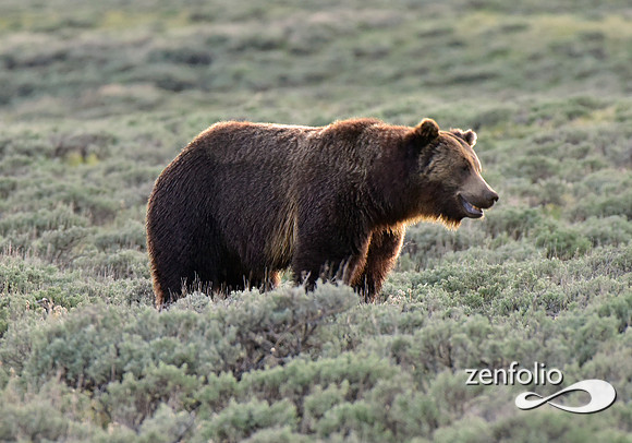 grizzlies (6)