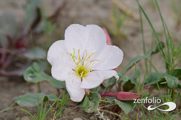 desert primrose wildflower