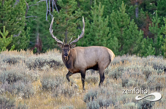 monster bull elk (8)
