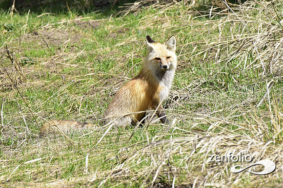 red fox