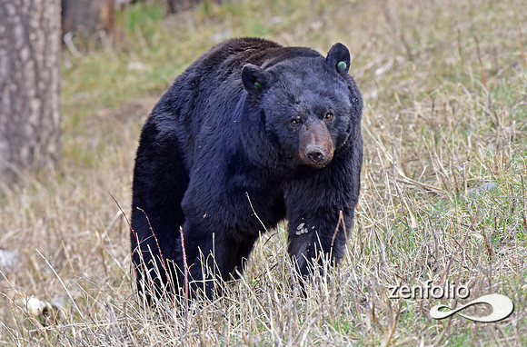 _TED4616