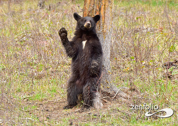 black bears (20)