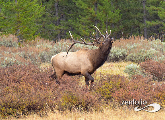 big bull elk (2)