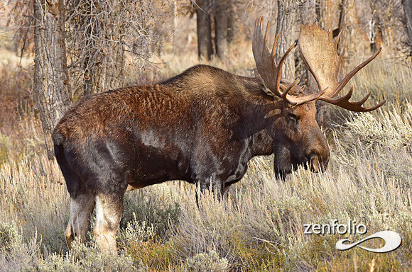 bull moose (13)