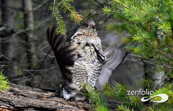 ruffed grouse (9)